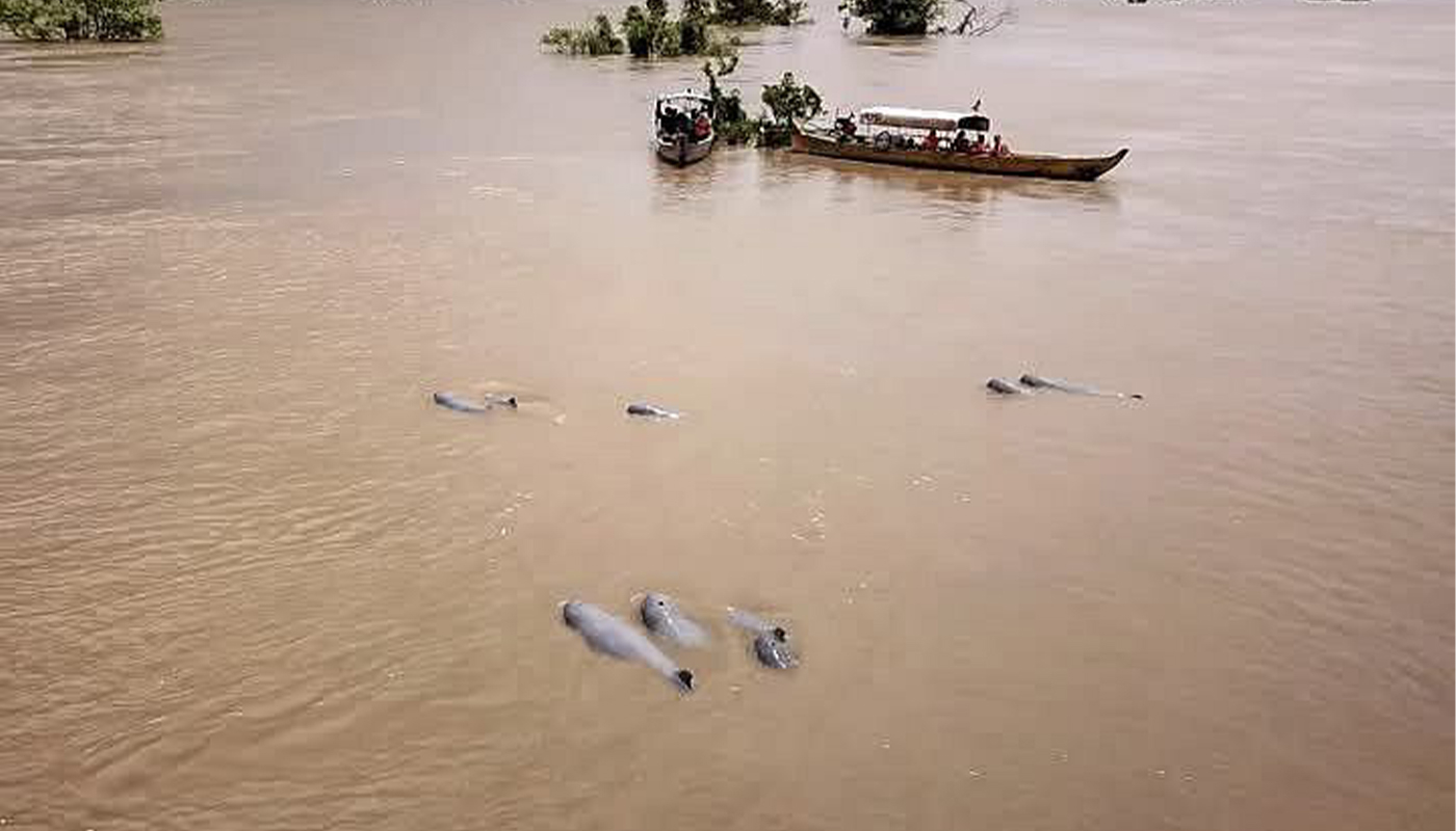 Irrawaddy Dolphin Kratie Irrawaddy Dolphin Kratie
