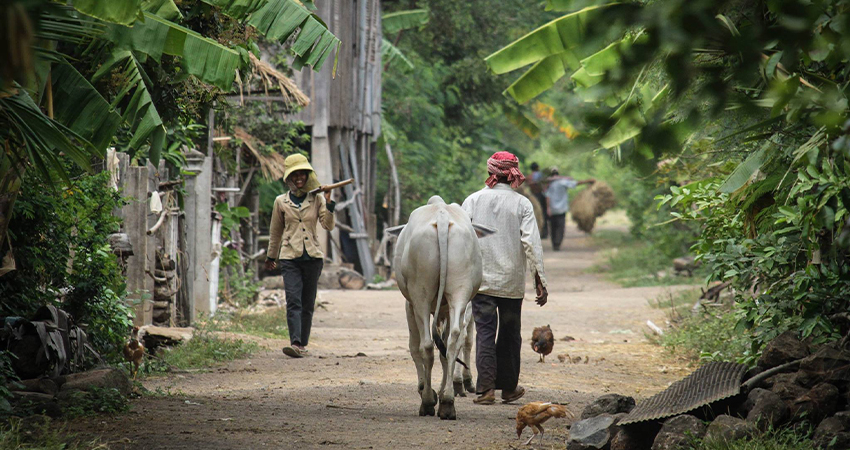 Cheung Kok Ecotourism Village