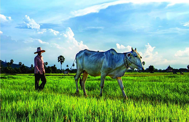 Full Day Private Excursion to Kampong Cham from Phnom Penh