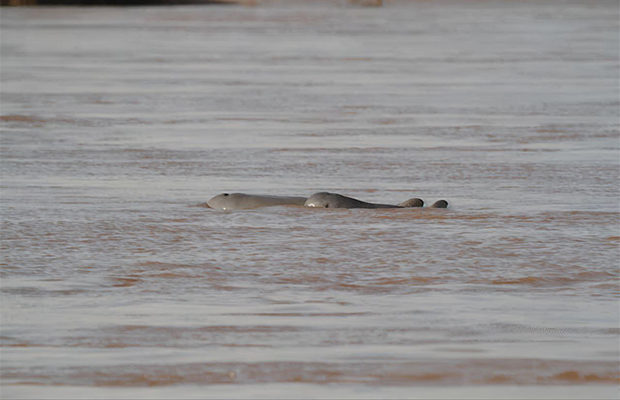 Full Day Private Kayak Tour to See the Irrawaddy Dolphins