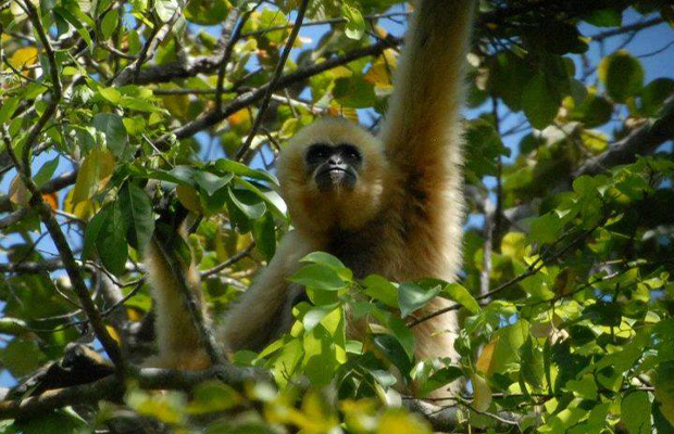 Gibbon Spotting in Ratanakiri
