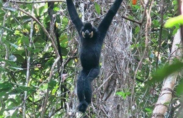 Gibbon Spotting in Ratanakiri