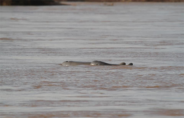 Mekong Dolphins