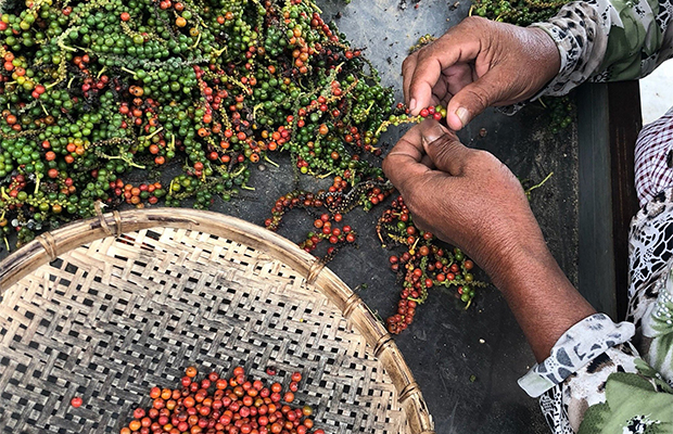 Kep and Kampot, Pepper Farm, Crab Market, Cham Village, Boat trip, Full Day Private Tour