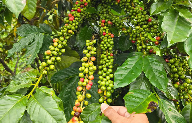 Bousra Waterfall, Coffee Plantation, And The Sea of Forest, Full Day Private Tour